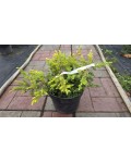 Juniperus conferta Sunflower